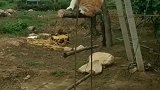 这猫很励志呀，下面那只猫不会爬只能看着！