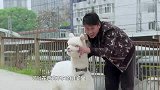 为了不让羊驼贝贝过度黏着爸爸，妈妈想了各种方法，都失败了