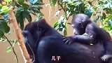 搞笑配音这对猩猩父子成精了，我怀疑这就是人演的！