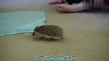喵星人欺负刺猬,一屁股坐在刺猬身上,下一秒小伙伴们憋住别笑