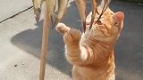 猫：馋死我了，这么多小鱼干就是吃不到！