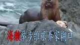 水獭妈妈辛苦捕猎养育幼崽!