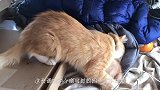 都说狗狗忠诚，主人离开家，猫咪百般不舍