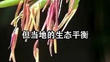 农村老话说的竹子开花，就要搬家，真的是预兆灾年吗？