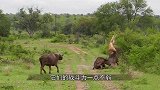 狮子撕咬野牛，100头野牛找狮子报仇，狮子只有逃命的份！