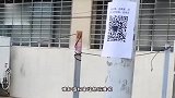 狗：这羊毛毯原来这么舒服呢，怪不得大家都薅羊毛呢