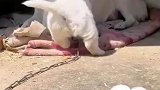 小狗依偎在妈妈身边，无忧无虑肆意玩耍