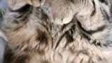 猫：我在睡觉呢，没事你吓唬我干嘛啊！