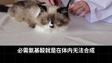 为什么不建议给猫吃剩菜剩饭？宠物营养 猫咪饮食结构 萌宠出道计划