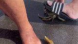 脚竟然被螃蟹夹了，看着就疼