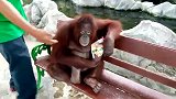 来看看这只可爱的猩猩，坐在动物园的长凳上，美滋滋的吃东西！