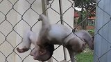 小猴子爬上铁丝网上玩耍，小猴子接下来的操作差点把小命丢了