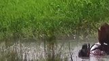 豹能逮住鳄鱼，狮子在这方面就不行
