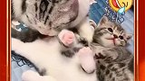 小猫妈呀我也是亲生的，你看看我好吗