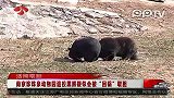 南京珍珠泉动物园退役黑熊疑遭取胆泡酒