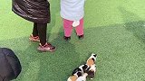 太粘人了吧一群小可爱 我要当同城红人
