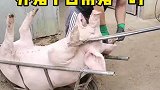 养猪千日用猪一时，它该报答了