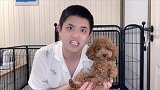 为什么泰迪的风评这么差