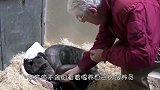一起生活15年，女主人向她的鹦鹉告别，场面让人感动！
