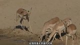 鳄鱼被撕成碎片享用，实拍水獭捕杀鳄鱼的全过程，论团战的重要性