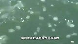 浙江一地海滩发现剧毒水母，一旦被蛰或针扎般头痛
