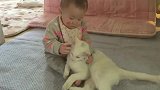 小宝宝单方面吊打白猫，猫咪毫无还手之力！太精彩！