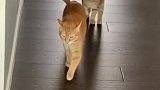 大家帮韩哥看看，到底哪个猫是胜者
