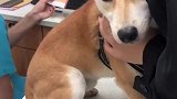 从肢体语言来看它真的害怕来医院