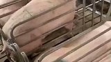 一头猪因熟练越狱走红网络，八戒的智商不容置疑