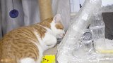 用1000个杯子做成猫窝，再加上蹦迪灯，猫：嗨起来！
