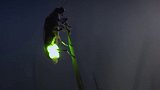 科普 物理 化学  萤火虫的光只能放出不足40万分之一度的热量人类到目前为止还没办法制造出如此高效的光源