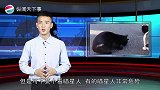 世界上5种最危险的猫咪,千万不要小瞧喵星人,有时它们也很可怕