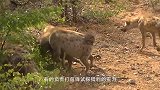 数十只狼围攻一头野牛，野牛同伴直接送它归西，真猪队友