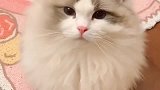 主人让布偶猫学狗叫，布偶：铲屎官说学好一门外语很重要！