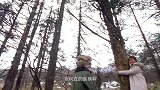 古天乐到峨眉山治病，先抱树后用裤裆装蚂蚁，方式越来越奇葩