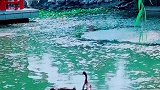可爱的一对“情侣”