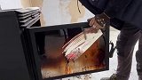 不知道我家主子，看见这满墙荆棘，是什么感受算是亡羊补牢吗？猫