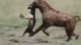 小胡狼死于鬣狗之口，5只胡狼赶来掏肛报仇，鬣狗被掏的生不如死
