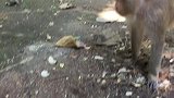 猪尾巴猴子怎么了？它喜欢搞别的东西