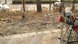 主人带了一群纯种狼青来到狗市，这些狼青品相确实挺好