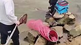 一看就是外国入侵品种，不是本地甲鱼，千万不要放生