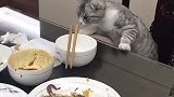 猫：吃饭都不叫我，我不爱吃了！