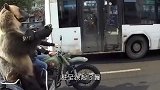 战斗民族的熊有多卑微，还要给主人表演节目，毫无尊严