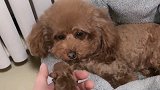 泰迪哈尼快生宝宝了，没想到哈尼居然偷别的小狗搂着睡，太可爱了