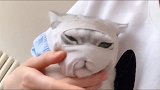 猫咪老是凶主人还咬主人，主人买了个头罩给猫咪戴着，不敢凶了吧