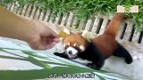 游客用一片叶子就把小熊猫给骗来，镜头拍下全过程
