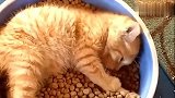 橘猫：我不想吃，真的不想吃，是它自已掉进嘴里面的