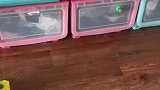 两只小猫贪玩不睡觉