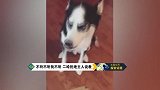 不听不听我不听,二哈拒绝主人说教