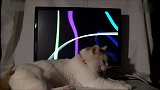 猫叔你再刨显示器就要坏啦！